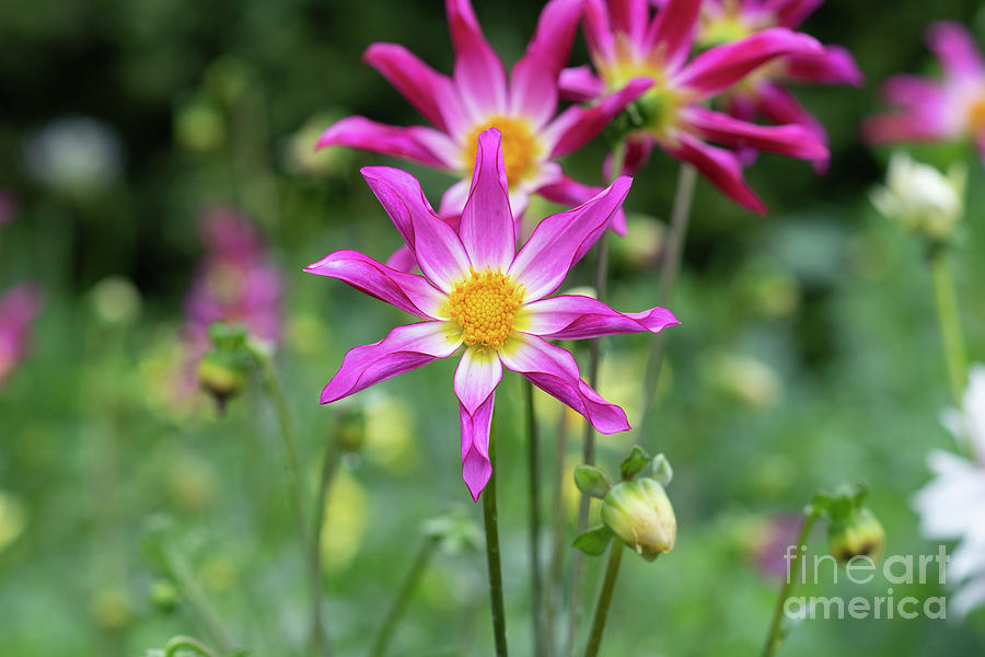 Dahlia Honka Surprise Flowers in an English Garden Photograph by Tim Gainey