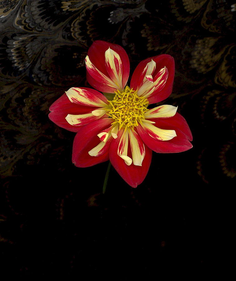 Flowers Still Life Photograph - Dahlia Hybrid by Suzanne Gaff