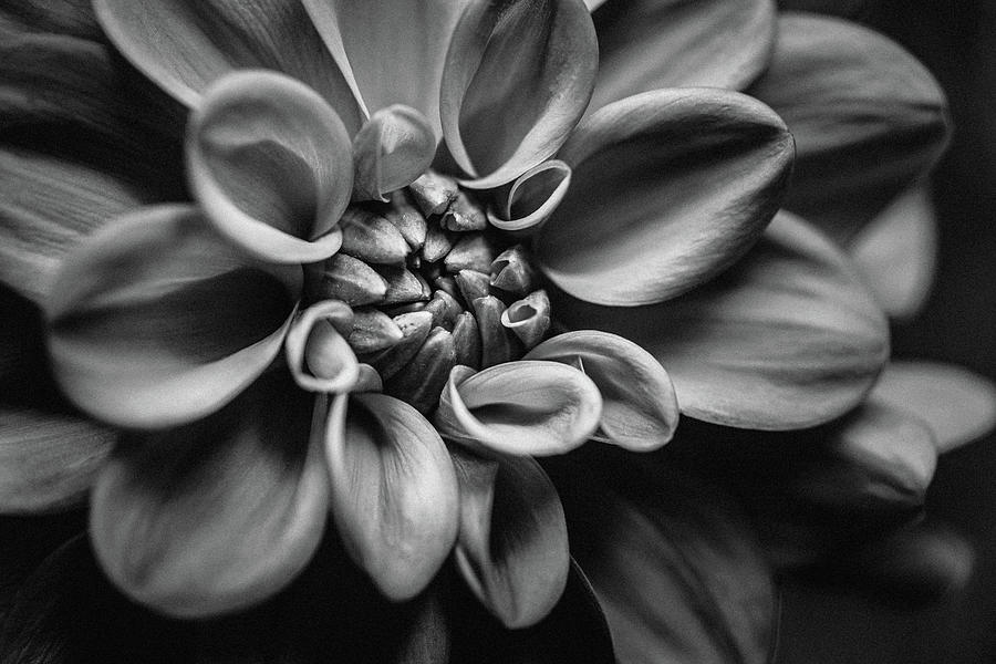 Dahlia in Black and White Photograph by Ada Weyland