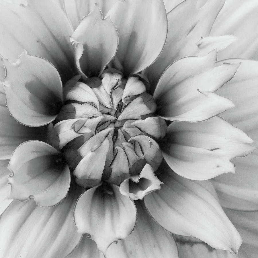 Dahlia In Black And White Photograph by Heather Vanderveen - Fine Art ...