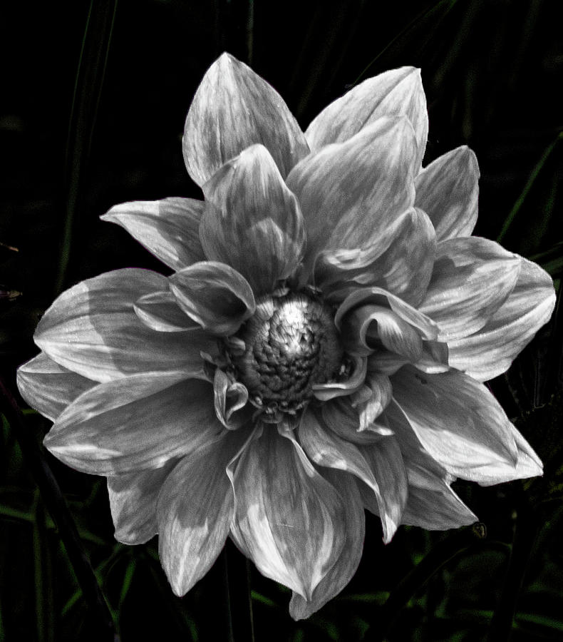 Dahlia in Black and White Photograph by J P Shelkin - Pixels