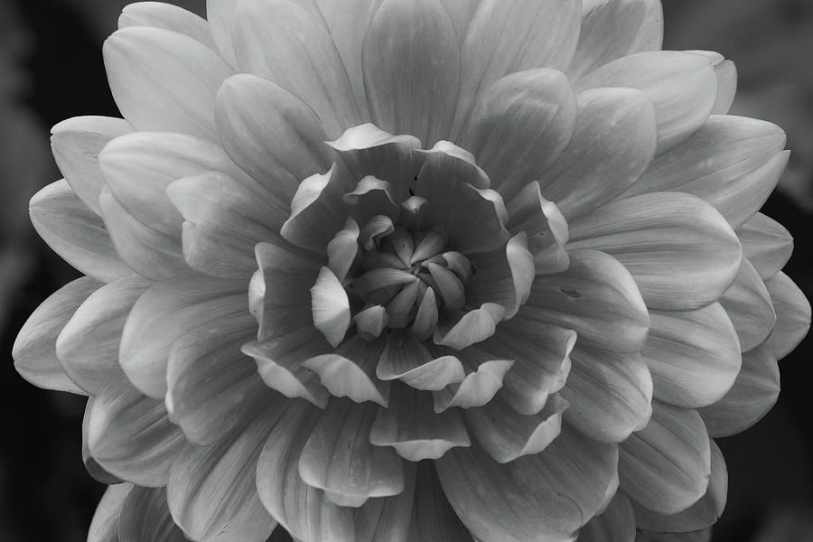 Dahlia in Black and White Photograph by Jason Champaigne