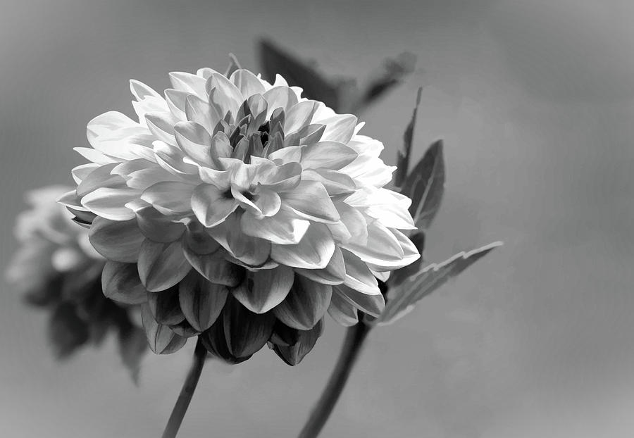 Dahlia in Black and White  Photograph by Mary Lynn Giacomini