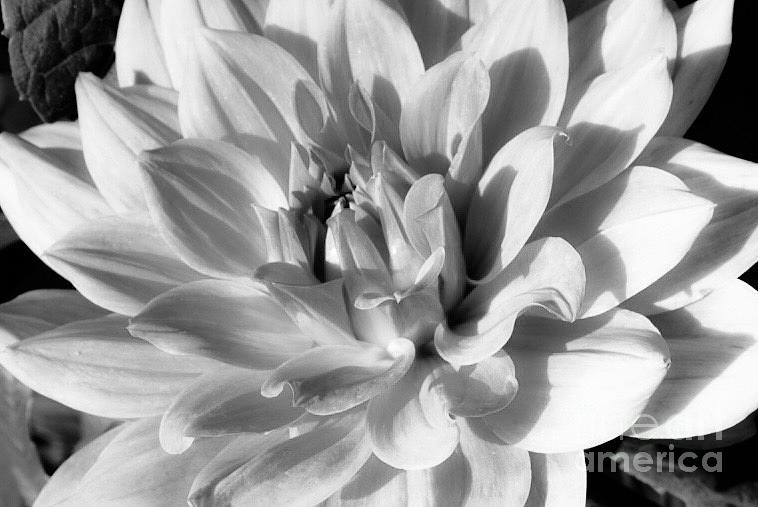 Dahlia in black and white  Photograph by Natalia Wallwork