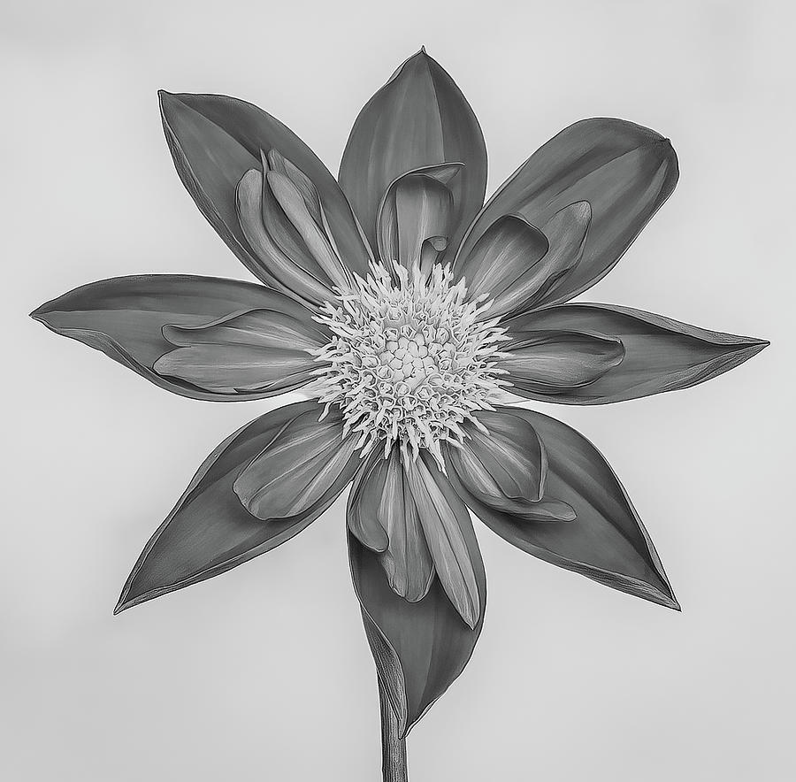 Dahlia in Black and White Photograph by Sylvia Goldkranz