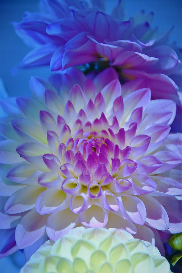 - Dahlia - in blue Photograph by THERESA Nye
