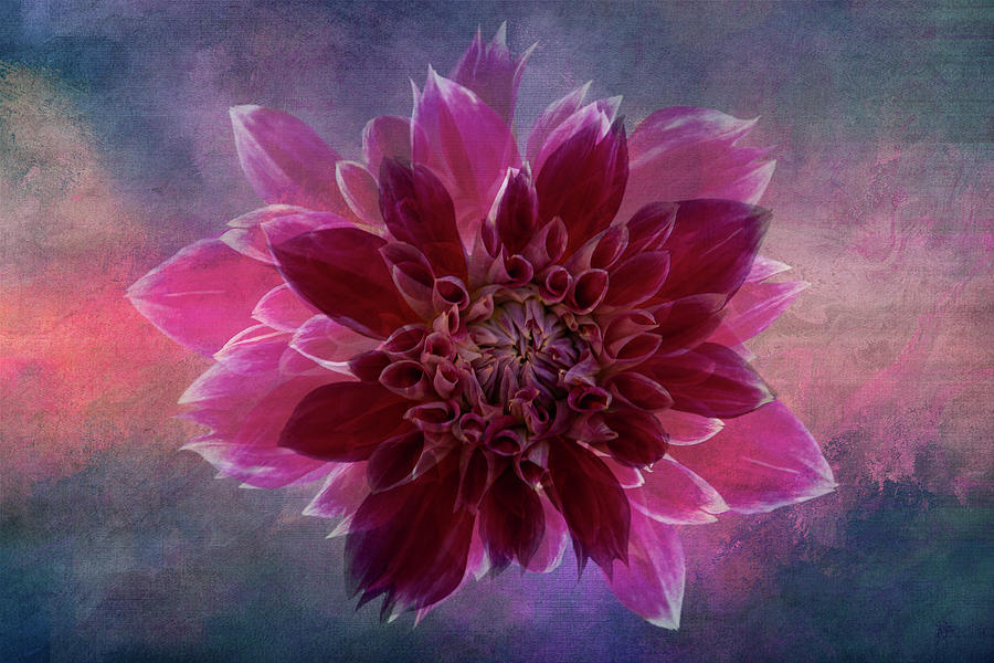 Dahlia in Magenta Digital Art by Terry Davis