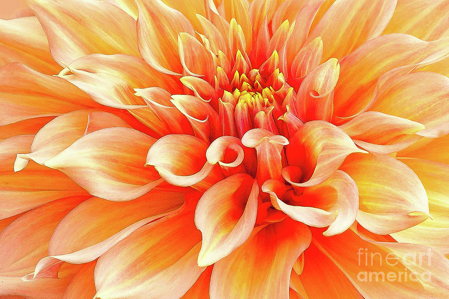 Dahlia in Orange Photograph by Marilyn Cornwell
