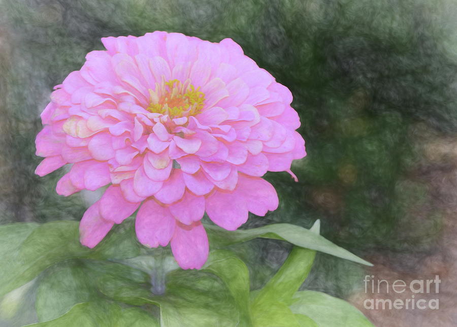 Dahlia in pink Photograph by Janice Drew