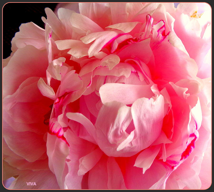 Peony in Rapture Photograph by VIVA Anderson
