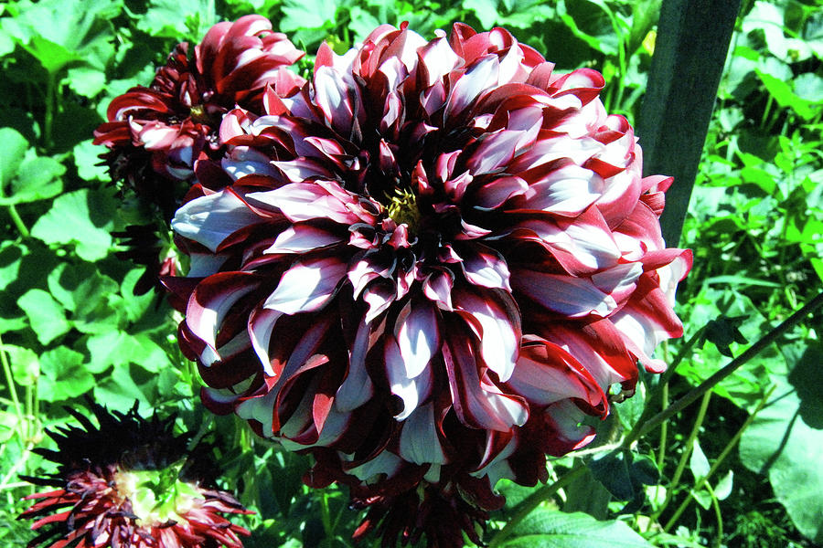 Dahlia In Red And Pink Photograph