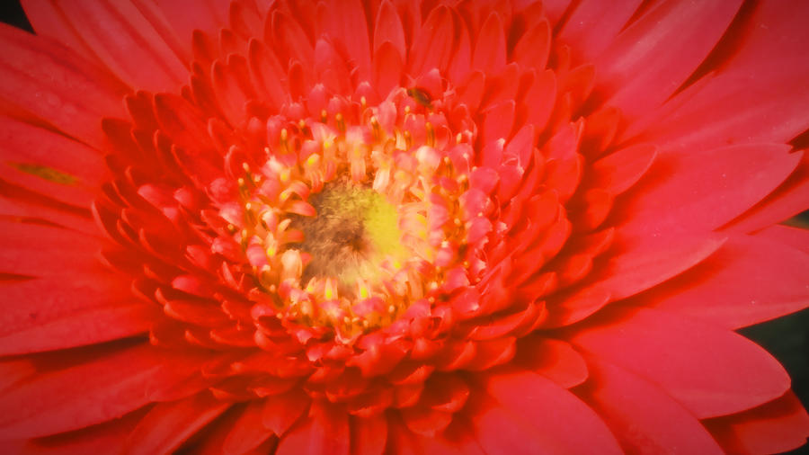 Dahlia In Red Color Photograph