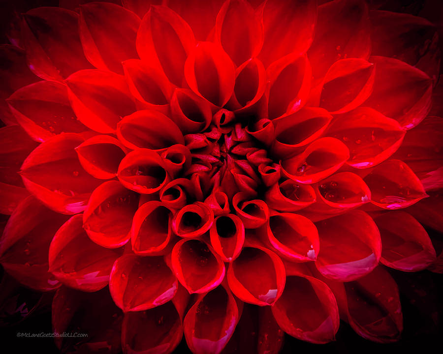 Dahlia in Red Photograph by LeeAnn McLaneGoetz McLaneGoetzStudioLLCcom