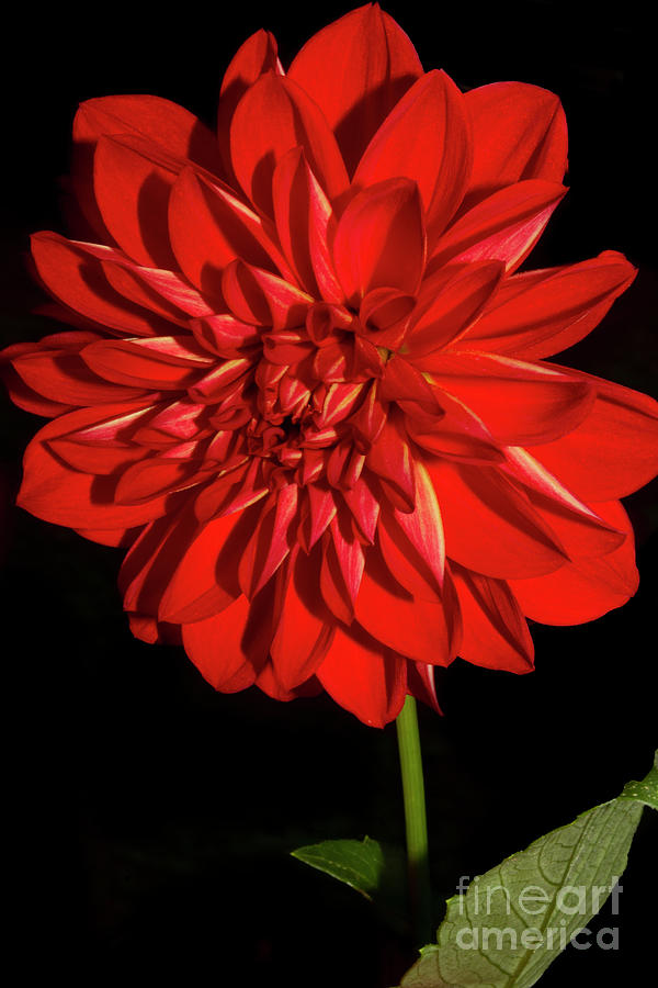 Dahlia in Red  Photograph by Sandra Clark