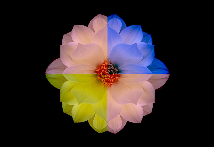 Dahlia in Triple Colors Photograph by Joan Han