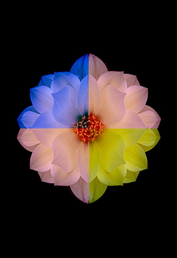 Dahlia in Triple Colors Vertical Photograph by Joan Han