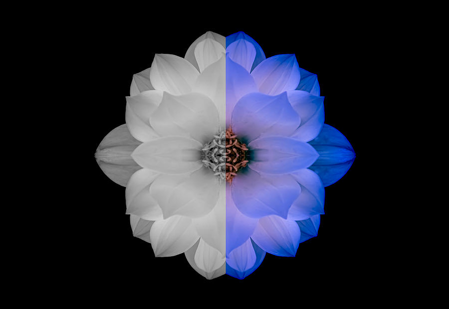 Dahlia in White and Blue Photograph by Joan Han