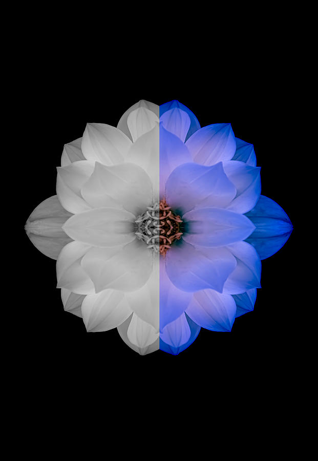 Dahlia in White and Blue Vertical Photograph by Joan Han
