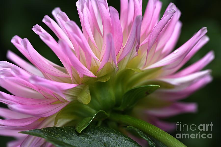 Nature Photograph - Dahlia Is Dreaming by Joy Watson