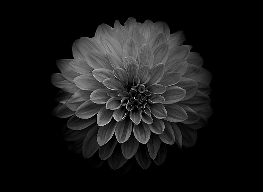 Dahlia IV Black and White Photograph by Joan Han