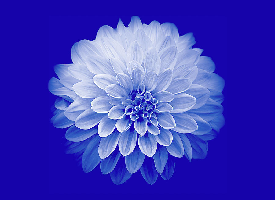 Dahlia IV on Blue Background Photograph by Joan Han