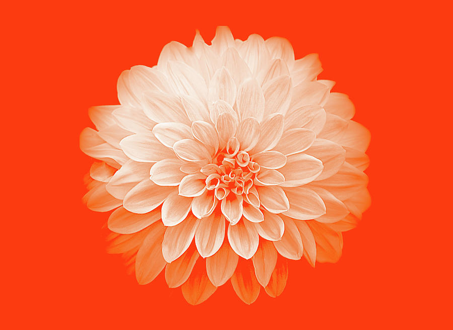 Flower Photograph - Dahlia IV on Orange Background by Joan Han