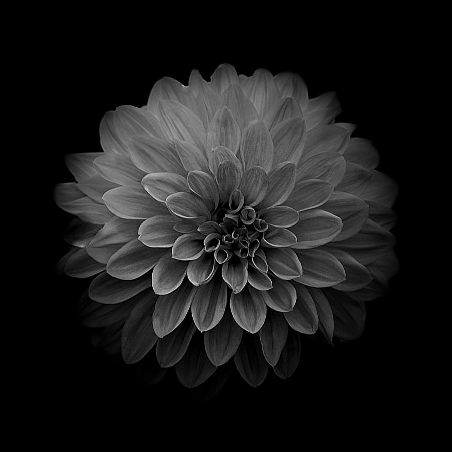 Dahlia IV Square Black and White Photograph by Joan Han