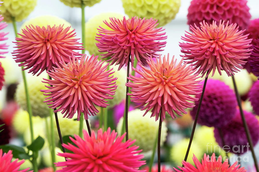 Dahlia Josudi Mercury Flowers Photograph by Tim Gainey Dahlia Josudi Mercury Flowers Photograph by Tim Gainey