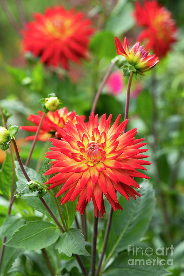 Dahlia Karma Bon Bini Flowers Photograph By Tim Gainey Fine Art America