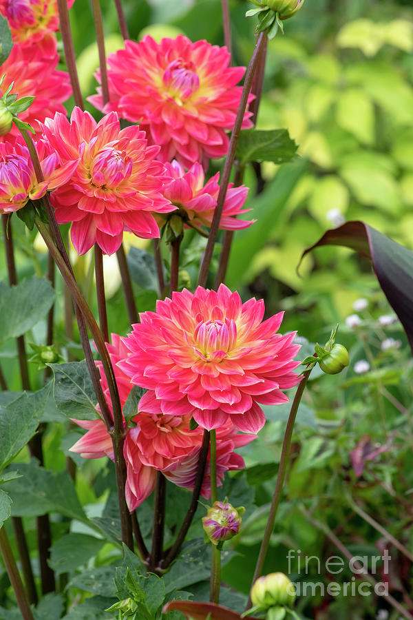 Dahlia Kilburn Rose Flower in an English Garden Photograph by Tim Gainey