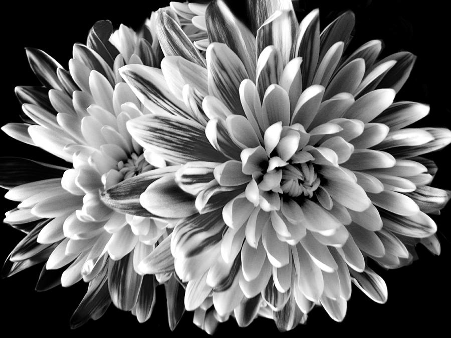 Nature Photograph - Dahlia  by Laurie Minor