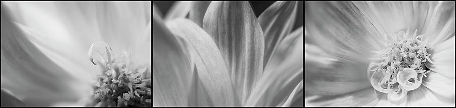 Black And White Photograph - Dahlia Macro Black and White Triptych by Patti Deters
