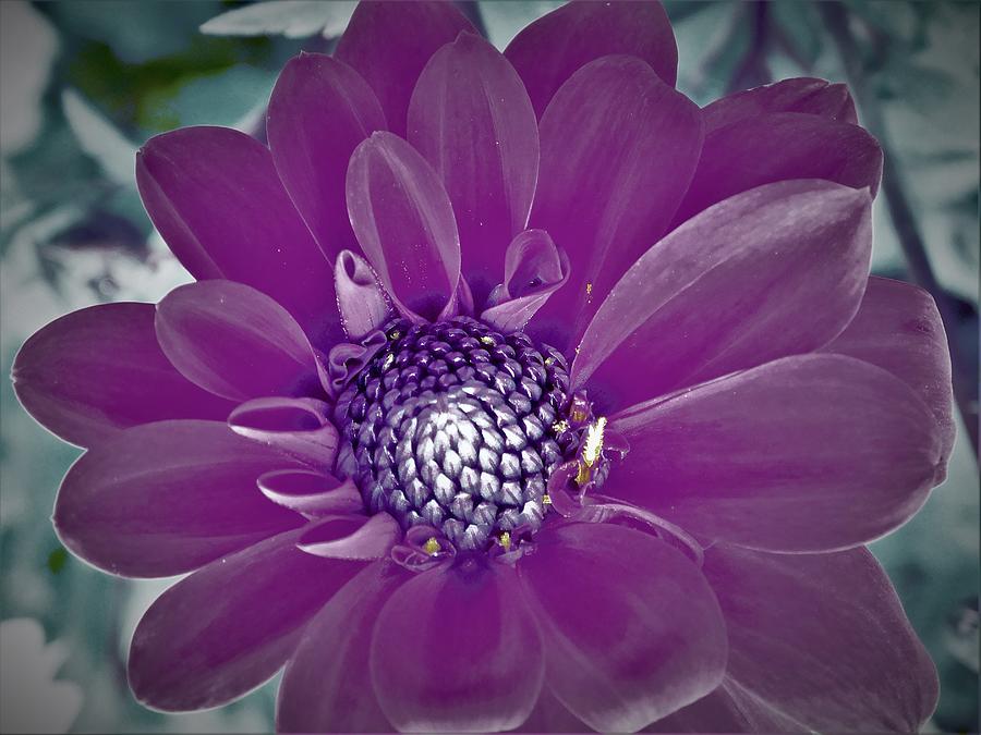 - Dahlia - metal purple Photograph by THERESA Nye