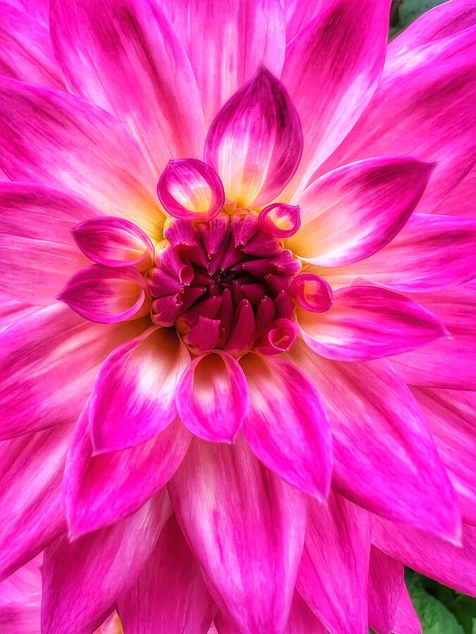 Dahlia Photograph by Monica Breckenridge - Fine Art America