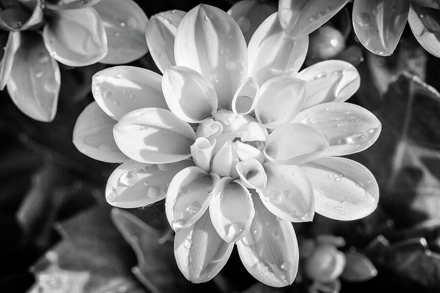 Dahlia Monochrome Photograph by Tanya C Smith