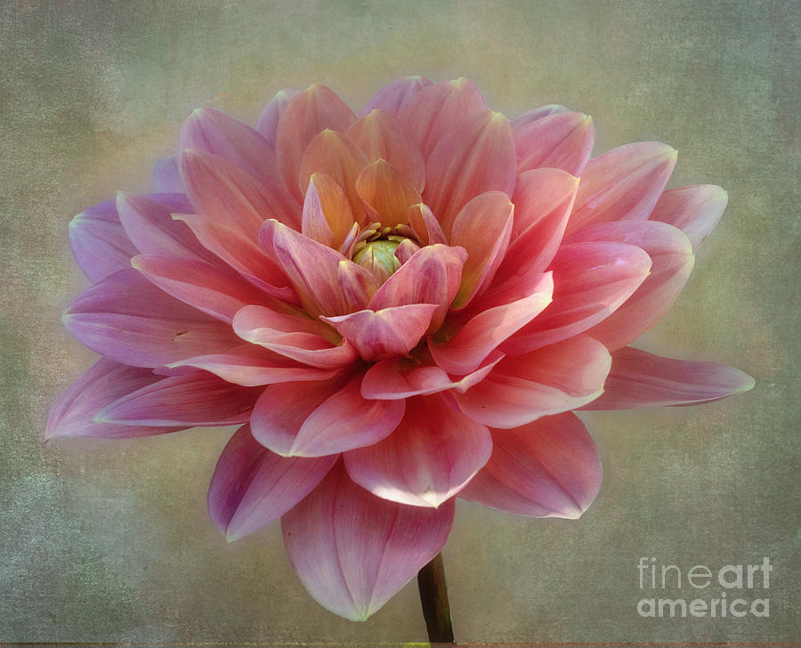 Dahlia My Forever Photograph by Ann Jacobson