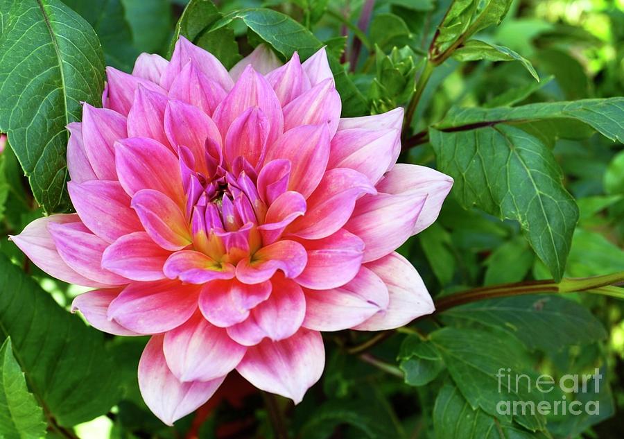 Dahlia blooming  Photograph by Natalia Wallwork