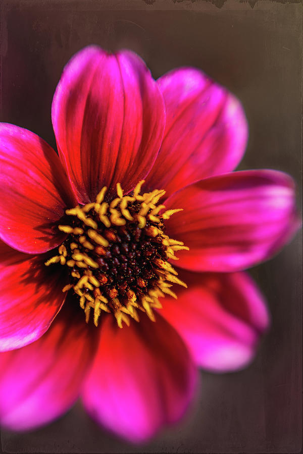 Dahlia nostalgia Photograph by Esoza Studio