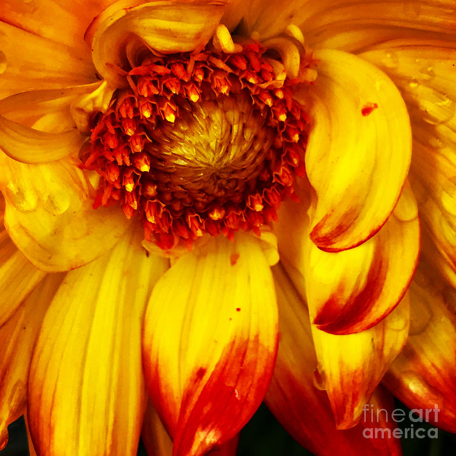 Dahlia Orange and Yellow Photograph by Suzanne Lorenz