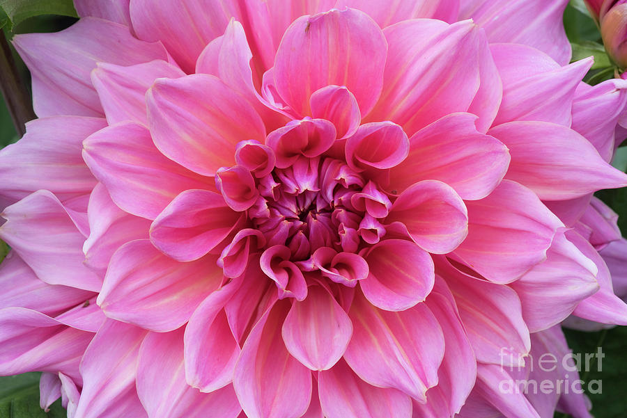 Flower Photograph - Dahlia Ottos Thrill Flower by Tim Gainey