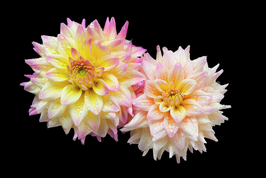 Dahlia Pair - 1514 Photograph by Paul W Faust - Impressions of Light