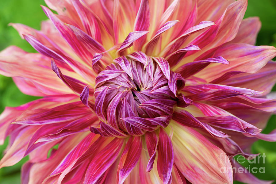 Dahlia Penhill Dark Monarch Flower Abstract Photograph by Tim Gainey