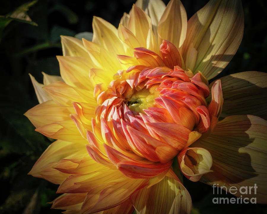 Dahlia perfection Photograph by Tina Faye Photography - Fine Art America