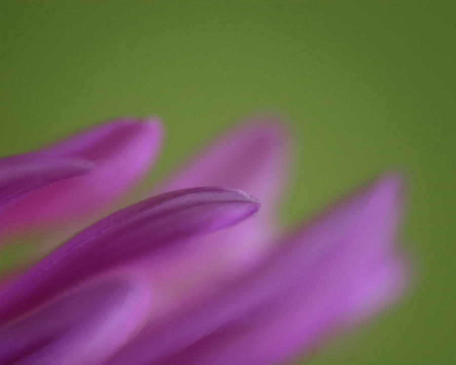 Dahlia Petals Reaching Photograph by Mitch Spence