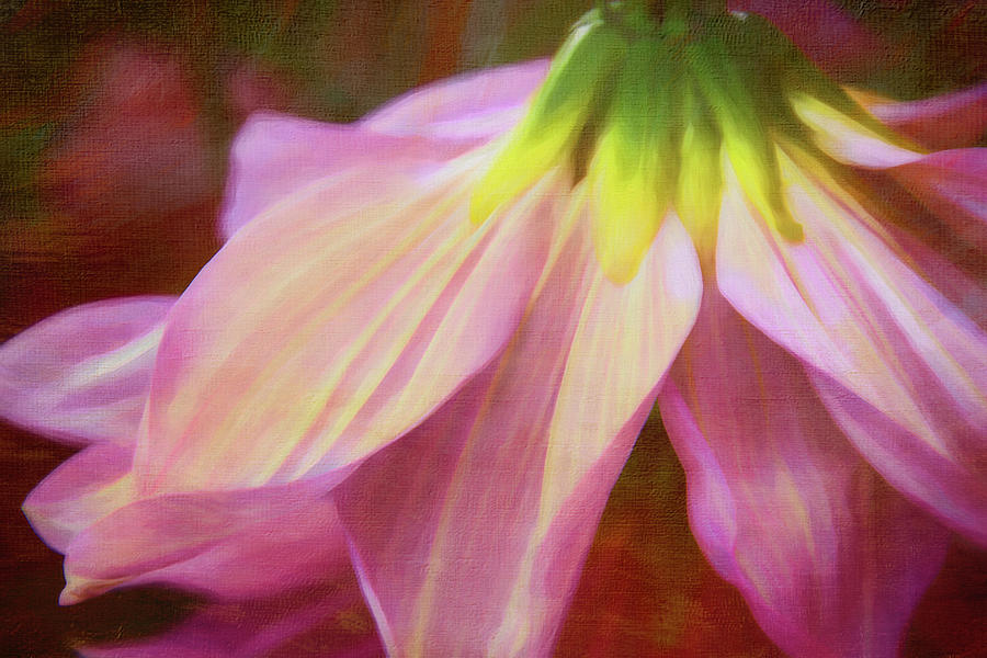 Dahlia Petals Digital Art by Terry Davis