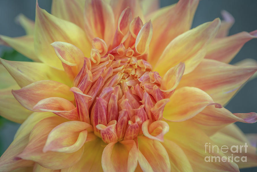 Dahlia Pink and Yellow Photograph by Nancy Gleason