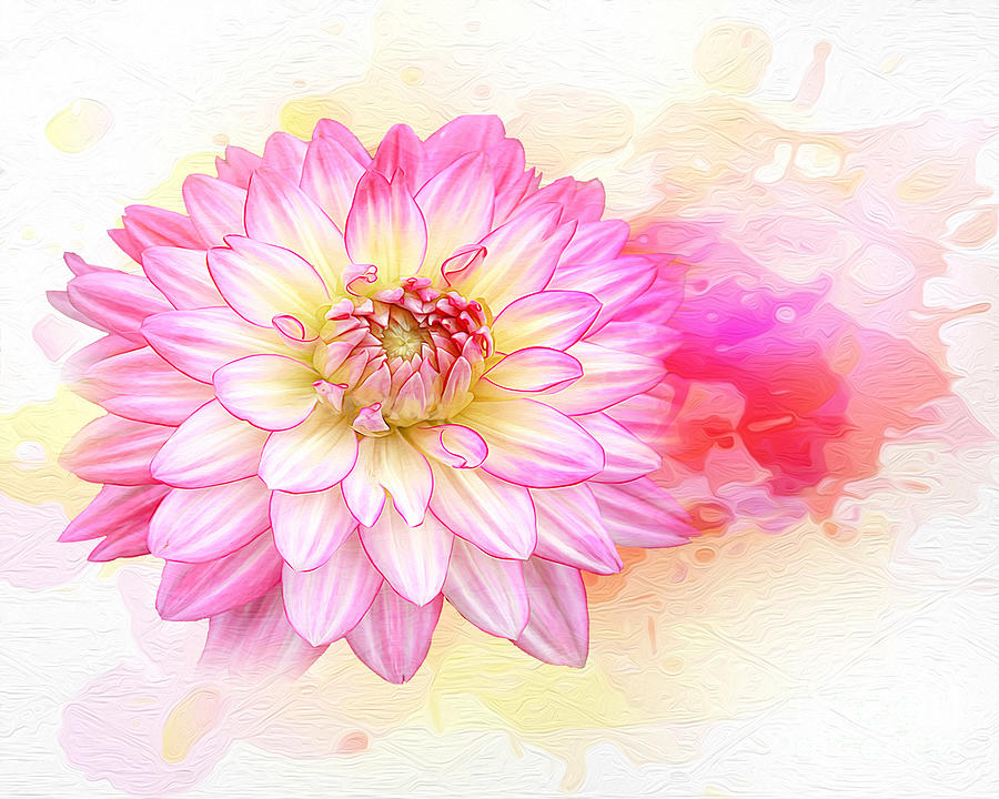 dahlia Pink art  Painting by Gull G