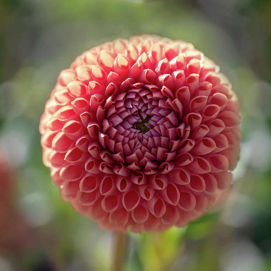 Dahlia Pink Structure Photograph by Rebecca Cozart