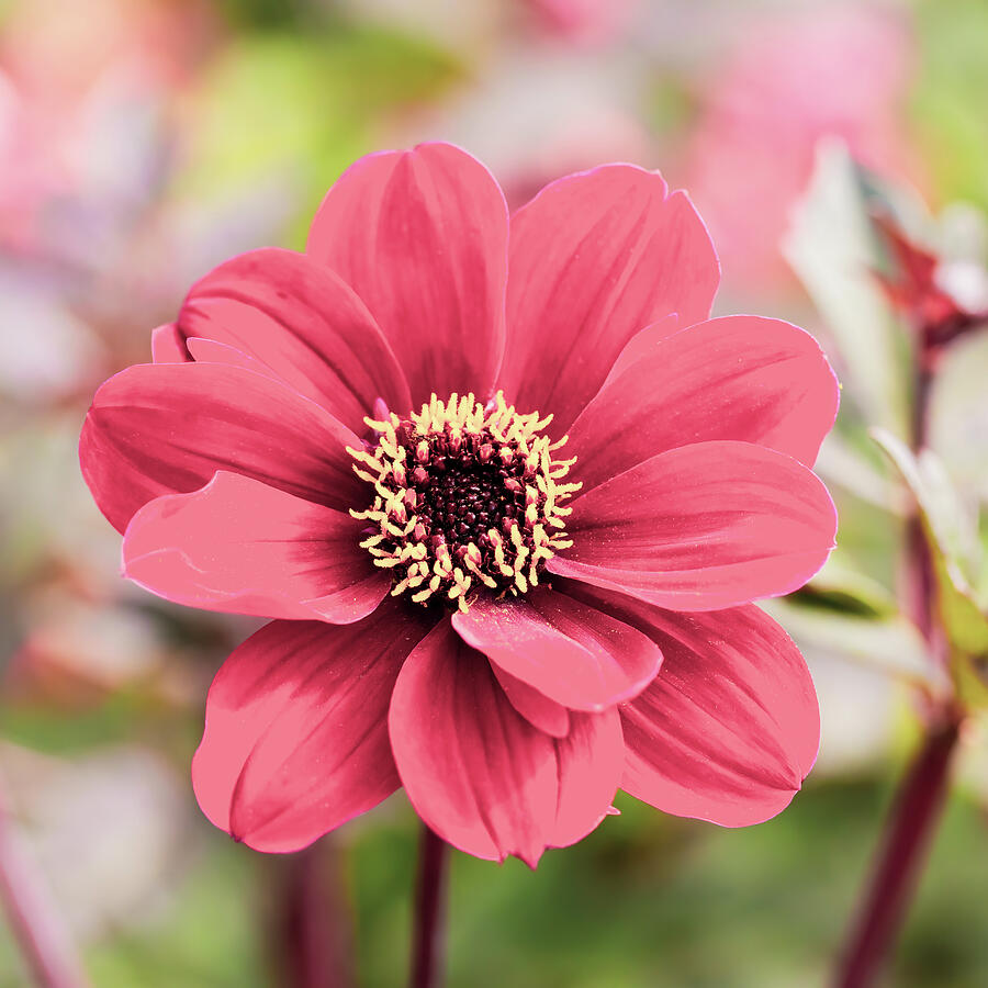 Dahlia Pink Photograph by Tanya C Smith