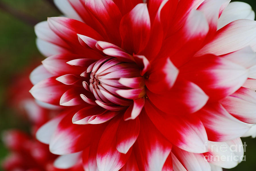 Dahlia Rich Red and White Photograph by Joy Watson
